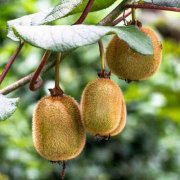 When the golden kiwi variety was stolen, Zespri decided to file a lawsuit to prevent the outflow of commercial varieties.