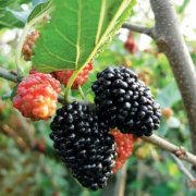 Introduction of mulberry planting technology and varieties, which fertilizer is better for mulberry planting