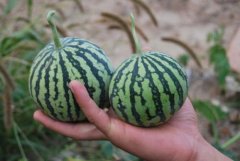 New watermelon variety: what are the characteristics of Spanish mini watermelon Kisy? Is Kisy a seedless watermelon?