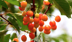 The taste quality of domestic cherry varieties is improved, and domestic cherries will counterattack the cherry market.