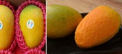 New mango varieties: Taiwan summer snow mango characteristics, Taiwan summer snow mango sweetness content