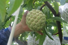 Where is the origin of Sakyamuni? Introduction to the nutritional value and taboo preservation methods of Sakyamuni fruit