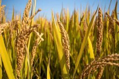 According to the introduction of rice variety Taibian 17, what are the shortcomings and weaknesses of the characteristics of Taimian 17?