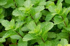 How to raise a mint pot to burst the pot? How much light is needed to water mint potted plants