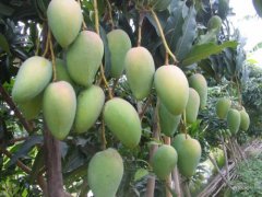 Mango market: mango production has increased by 17%, and the Agriculture and Food Department is confident that mango prices will be kept stable.