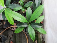 What happens when mangosteen is planted in sunny places? The difference between the leaves of mangosteen and Masters mangosteen