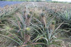 What is the position of the tail and head of pineapple? What does ripe pineapple look like?