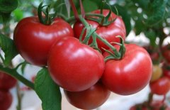 Tomato red variety introduction: Xianke 8/Jingdan 5/Jingdan 6 tomato variety difference characteristics  