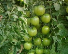 Introduction of mid-ripe tomato varieties, is the taste of tomato variety Little Topaz   / Emerald 2   / Emerald good?