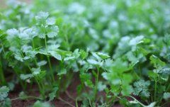 Introduction of Beijing coriander and Yuanyang autumn coriander, what's the difference between the two kinds of coriander?