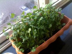 Introduction of cilantro varieties, what are the characteristics of white parsley and purple parsley? what is the yield per mu?