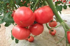 Introduction of a series of red tomato varieties, the characteristics of Hongman 1 and Hongbei Fanyu 1 / 2 Caiyu 3 tomato