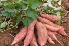 Introduction of Huangxin sweet potato varieties: characteristics and high-yield cultivation points of Qinshu 9 sweet potato, Xiangtian 1