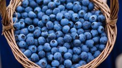 Intelligent agricultural extension: how to grow blueberries and use agricultural cool techs to increase the yield of blueberries per plant