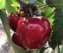 What is the best variety of cherries? Introduction of red light cherry / Meizao cherry / pearl cherry taste