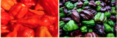 Pepper variety introduction: how about Havana habanero pepper variety? How hot is habanero?