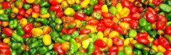 Introduction of Peruvian pepper varieties: differences in the characteristics of six pepper varieties, whether Peruvian colorful peppers are hot or not