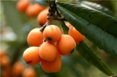 What is the effect of loquat leaves? What are the functions and uses of Loquat-Shaped Cake and loquat flowers