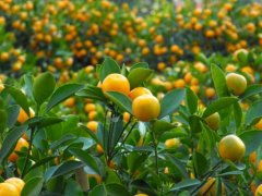 The best latest kumquat variety longevity kumquat, longevity kumquat nutritional value characteristics how to eat