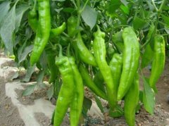 What are the varieties of green pepper? Introduction characteristics of Cui Meixing / Green Star / Blue Star / Uranus Green Pepper