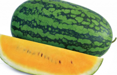 New extra-large yellow meat watermelon varieties: how to sow time for Aifeng / Mofei / Huangfei watermelon varieties