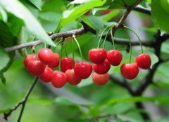 How do the West Indian cherries taste? Introduction to the Origin and use of West Indian Cherry