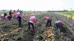 What are the nutritional values of yellow / white / purple sweet potatoes? Differences in nutritional composition of yellow / white / purple sweet potatoes