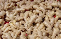 How to distinguish tender ginger / old ginger / dried ginger / turmeric? What are the characteristics of tender ginger / old ginger / dried ginger / turmeric