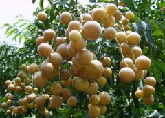 Planting techniques of Yunan Seedless wampee Fruit Tree Variety Protection, area of Yunan Seedless wampee Industrial Park