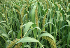 Is corn millet? What nutrients are contained in yellow corn and blue-purple corn respectively?