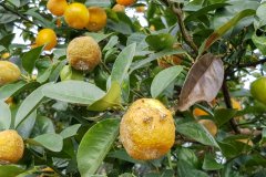 Kumquat planting technology management technology: simple net room planting kumquat, kumquat anti-fruit fly effect is good