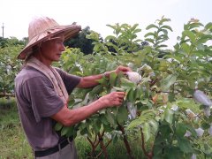 How to choose sweetheart guava and heart guava? What is the taste of heart guava? what are its characteristics?