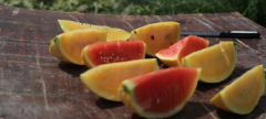 Open field watermelon new varieties golden melon watermelon, golden melon watermelon what are the colors of the two kinds of flesh