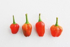 Introduction of ten common pepper varieties, characteristics of spicy degree of Chaotian pepper and glutinous rice pepper Havana pepper