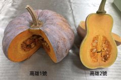 Introduction of a new precocious pumpkin variety Kaohsiung No. 2-Ju Dao Le, taste characteristics of Ju Dao Zi Pumpkin