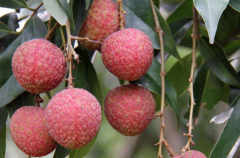 Litchi Freedom: how much is the price of litchi per jin? The concubine laughs and Nuomi Litchi is expensive.