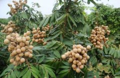 The origin of longan: what are the main producing areas of longan cultivation in Taiwan? Classification of maturity of longan varieties