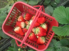 Why are strawberries the fruit queen? How is the sweetness of Japanese strawberry low in calories and high in nutrition