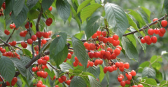 Uzbekistan and Kyrgyzstan import cherries into the East China market, will cherry prices have an impact?