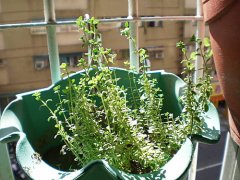 When is thyme planted and in what season is it pruned? What is the effect and function of thyme?