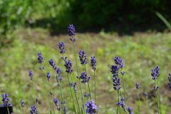 Hybrid lavender varieties: what are the differences between hybrid lavender and head lavender