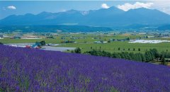 When is the viewing period of Fuliang lavender? Fuliang wild lavender planting historical area