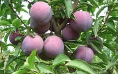 When do plums abound? Characteristics of common plum varieties Shalian plum and red meat plum