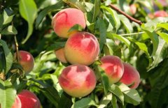 According to Jinxiang, a new variety of peaches, how much is the price of Jinxiang peaches? what are the planting prospects per jin?