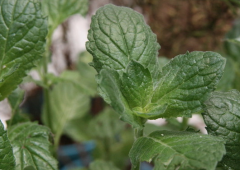 Mint vanilla planting method five steps, mint vanilla planting precautions introduction