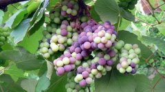 What is the reason for uneven coloring of grapes? How to fertilize and water grapes during the color conversion period