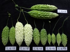 Introduction of small and medium-sized mountain balsam pear varieties in Taiwan, what are the characteristics of nutrients from Hualien No. 1 to Hualien No. 6?