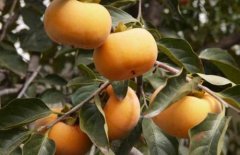 Is there any difference between sweet persimmon and astringent persimmon? Taiwan persimmon astringent persimmon or sweet persimmon which has a good prospect and what is the price?