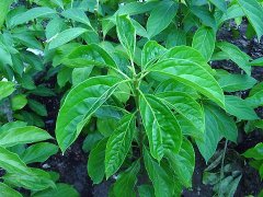 The introduction of the green crispy branch, a plant endemic to Taiwan, what is the function of the crispy branch? is the fruit poisonous?