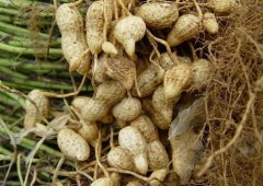 Introduction of new peanut varieties in Taiwan what are the characteristics of Tainan No. 12 and Tainan No. 11 peanuts with good disease resistance?